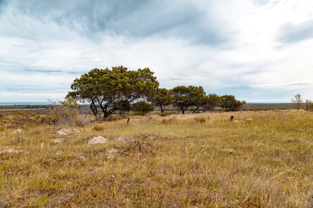 Melville Koppies Nature Reserve