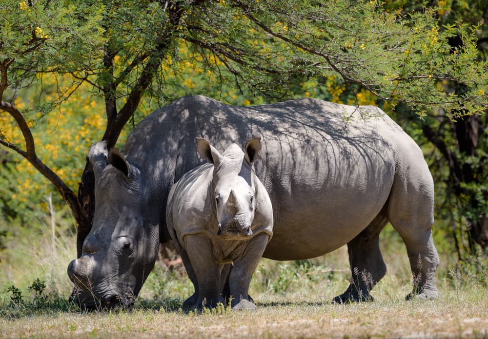 Riserva di Mabula Game Reserve